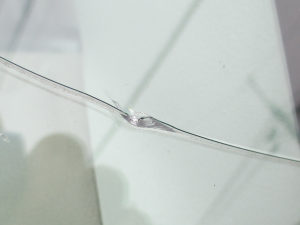 カラスウリ カラスウリ（烏瓜）苗 | 自然生活